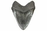 Fossil Megalodon Tooth - Massive Meg Tooth! #145245-2